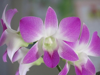 Dendrobium_phalaenopsis02.jpg