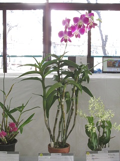 Dendrobium_phalaenopsis04.jpg