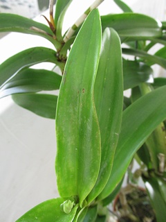 Dendrobium_phalaenopsis05.jpg