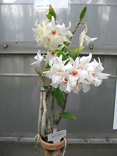 Dendrobium_scabrilingue02.jpg
