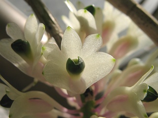 Dendrobium_smilliae01.jpg