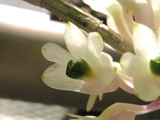Dendrobium_smilliae02.jpg