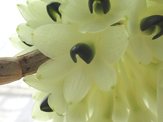Dendrobium_smilliae06.jpg