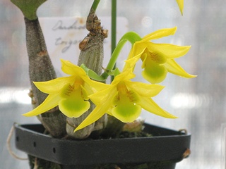 Dendrobium_trigonopus02.jpg