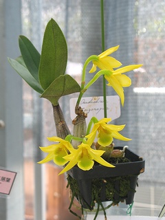 Dendrobium_trigonopus03.jpg