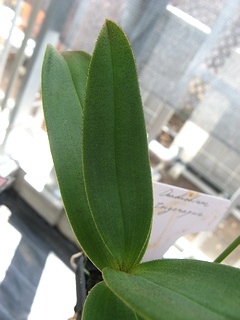 Dendrobium_trigonopus04.jpg