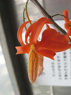 Dendrobium_unicum02.jpg