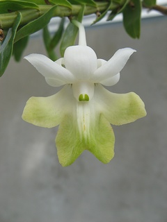 Dendrobium_uniflorum02.jpg