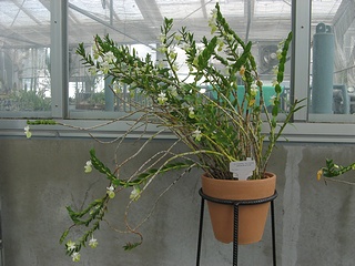 Dendrobium_uniflorum03.jpg