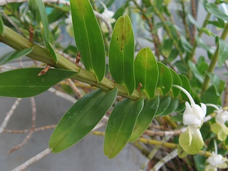 Dendrobium_uniflorum04.jpg