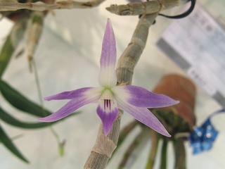 Dendrobium_victoriae-reginae01.jpg