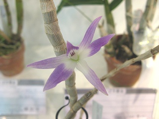 Dendrobium_victoriae-reginae02.jpg