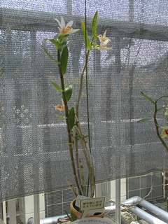 Dendrobium_xanthophlebium02.jpg