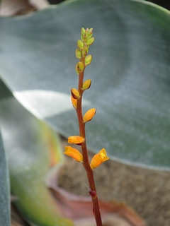 Dyckia_platyphylla02.jpg