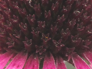 Echinacea_simulata02.jpg