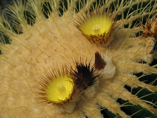 Echinocactus_grusonii01.jpg