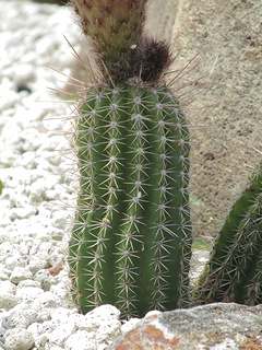 Echinopsis_huascha04.jpg