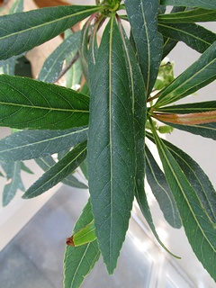 Elaeocarpus_grandiflorus04.jpg