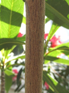 Elaeocarpus_grandiflorus05.jpg