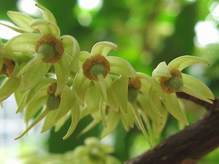 Elaeocarpus_sylvestris02.jpg