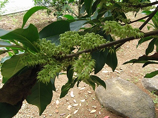 Elaeocarpus_sylvestris03.jpg