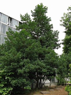 Elaeocarpus_sylvestris04.jpg