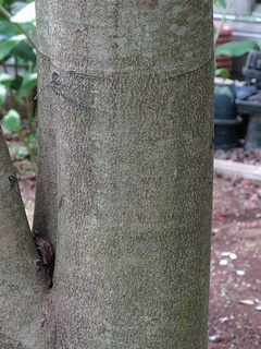 Elaeocarpus_sylvestris05.jpg