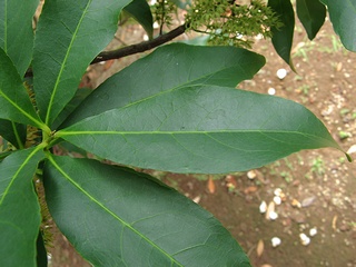 Elaeocarpus_sylvestris07.jpg