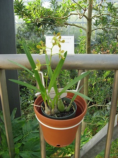 Encyclia_odoratissima02.jpg