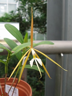 Epidendrum01.jpg