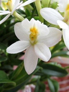 Epidendrum_Raspberry_Valley01.jpg
