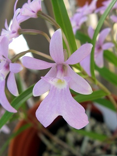 Epidendrum_centropetalum01.jpg