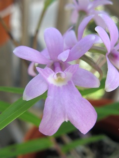 Epidendrum_centropetalum02.jpg
