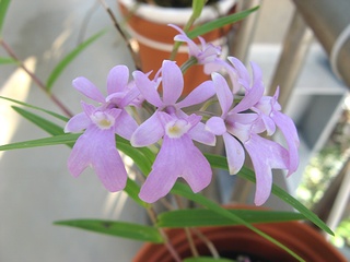 Epidendrum_centropetalum03.jpg