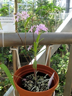Epidendrum_centropetalum04.jpg