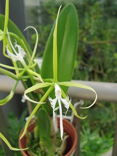 Epidendrum_ciliare01.jpg