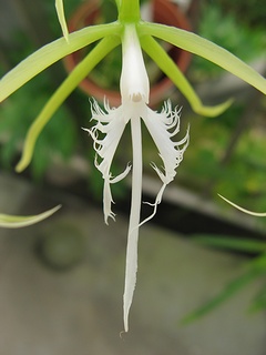 Epidendrum_ciliare02.jpg