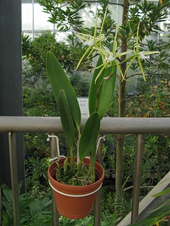 Epidendrum_ciliare03.jpg
