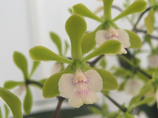 Epidendrum_floribundum01.jpg