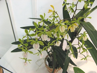 Epidendrum_floribundum02.jpg