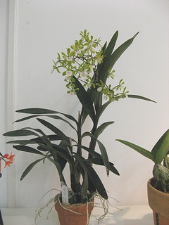 Epidendrum_floribundum03.jpg