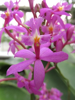 Epidendrum_ibaguense01.jpg