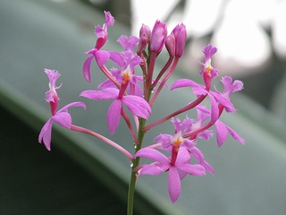 Epidendrum_ibaguense02.jpg