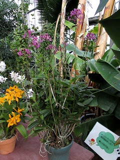 Epidendrum_ibaguense03.jpg