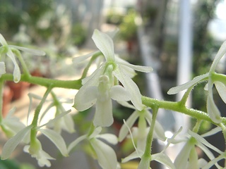 Epidendrum_lanipes01.jpg