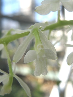 Epidendrum_lanipes02.jpg