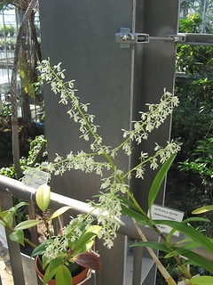 Epidendrum_lanipes03.jpg