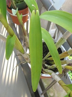 Epidendrum_lanipes05.jpg