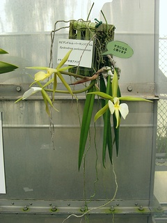 Epidendrum_parkinsonianum02.jpg