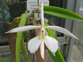 Epidendrum_parkinsonianum03.jpg